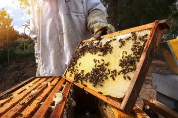 Exemplo de currículo de apicultor e como escrever
