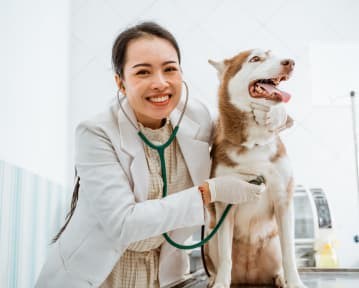 Currículo de medicina veterinária + exemplo para estágio